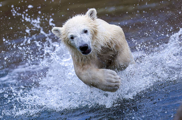 Polar Bear Run 2024